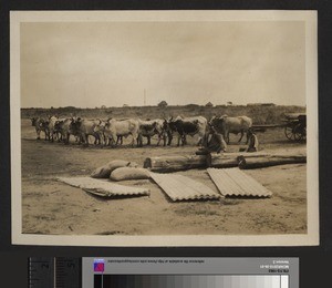 Cart and Outspan, Tumutumu, Kenya, September 1926