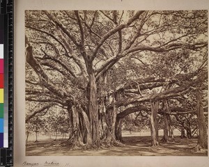 Banyan tree, Madurai, Tamil Nadu, India, ca.1880-1890