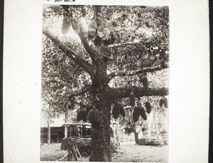 Breadfruit tree in the mission garden, Udipi