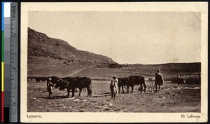 Indigenous man ploughing a field, Lesotho, ca.1900-1930