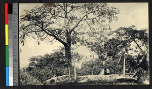 Man standing beside a baobab tree, Congo, ca.1920-1940