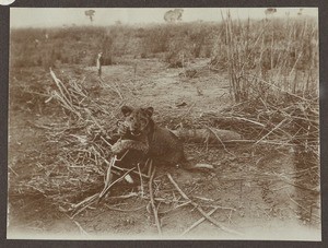 Young lion in an iron trap, Tanzania