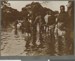 Landing a Hippo, Mozambique, 1918