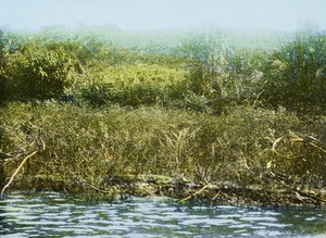 Small Crocodile, Cross River, Calabar, Nigeria, ca. 1930-1940