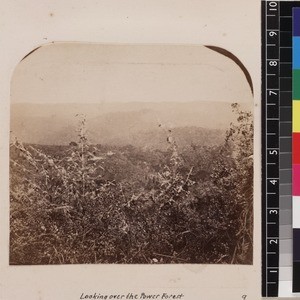 View of forest, Madagascar, ca. 1865-1885