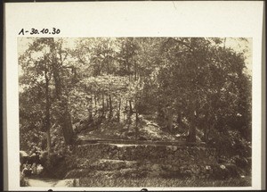 Grove for a deity with platform. The image is scarcely visible. An offering has been made in front of the image in 5 little tea cups