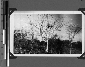 Beehive, Usoke, Unyamwezi, Tanzania, 1933