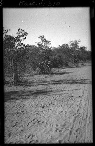 Landscape between Guijá and Pafuri, Mozambique, July 1947