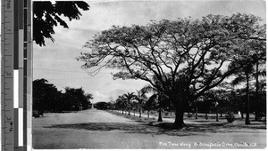 Fire trees along A . Bonifacie drive, Manila, Philippines, ca. 1920-1940