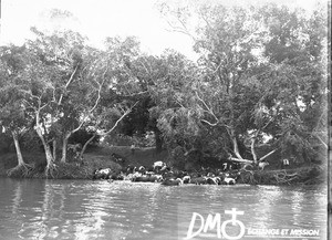 Cattle at the watering place, Antioka, Mozambique, ca. 1896-1911