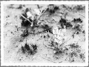 A steppe flower, Tanzania, ca.1927-1938