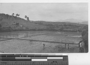 Rice fields at Dongzhen, China