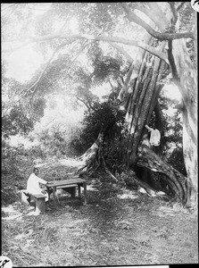 Table under a fig tree, Arusha, Tanzania, ca.1907-1930