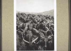 A herd of cattle belonging to the Fulla shepherds