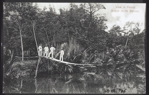 View in Forest, British North Borneo