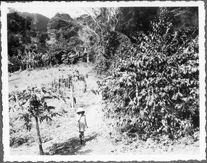 Girl in front of a coffee plant, Tanzania, ca.1927-1938