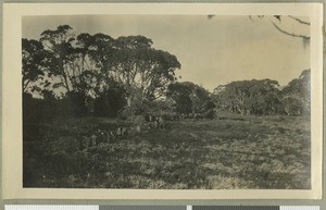 Lower slopes of Mount Kenya, Eastern province, Kenya, ca.1926