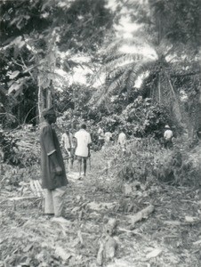 Felling of trees, in Gabon