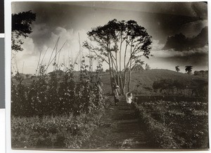 Garden of the mission station, Ayra, Ethiopia, ca.1939-1940