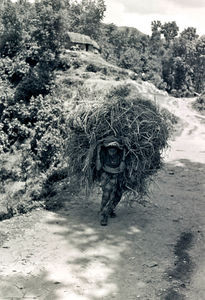 Tansen, Palpa, 1990. Heavy burdens are often carried by the Nepali women. Here feed for the liv