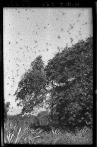 Grasshopper swarm, Mozambique, ca. 1933-1939