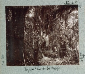 Tropical primeval forest near Moshi, Tanzania, ca.1900-1914