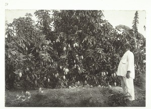 Mango tree