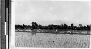 Planting rice, Philippines, ca. 1920-1940