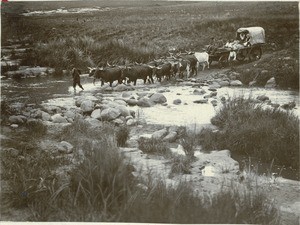 Oxcart crossing a river