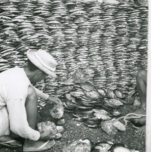 Selection and storage of nacreous oysters