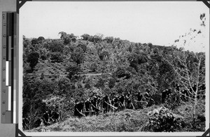 Workers of the coffee plantation at work, Tanzania, 1927-1939