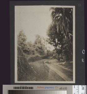 Road through Tree Ferns, Chogoria, Kenya, September 1926