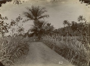 Path to a tombstone, in Gabon