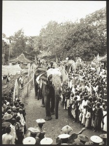 Heilige Elefanten durch ein Dorf ziehend, Ceylon