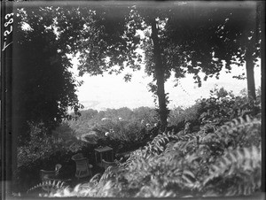 Garden, Funchal, Madeira, Portugal, ca. 1901-1907