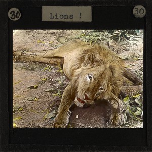 Lion, Lubwa, Zambia, ca.1905-ca.1940