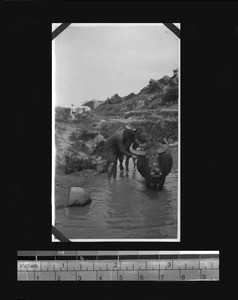 Man washing water buffalo, Shantou, Guangdong, China, ca.1921-1923