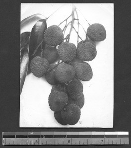 Lichee fruit grown at Fukien Christian University, Fuzhou, Fujian, China, 1948