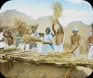 Tharus beating out the rice from the ears, Harnatar, India, ca. 1906