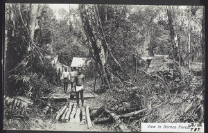 View in Borneo Forest