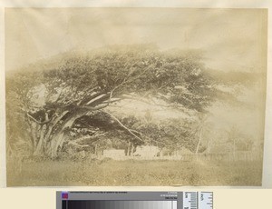 Banyan tree, Anatom, ca.1890