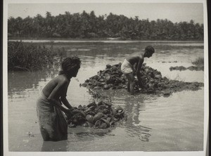 Having been soaked in the water for months the cocoanut shells are counted out to the beaters