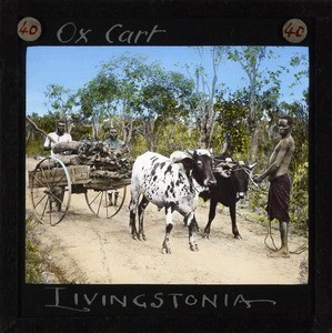 "Ox Cart, Livingstonia", Malawi, ca.1910