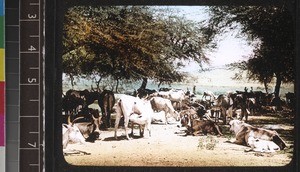 A cattle boy, Andhra Pradesh, India, s.d