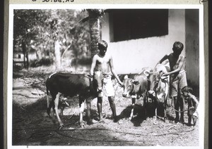 Cattle-rearing in the boarding school in Paraperi