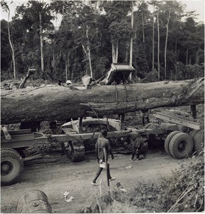 Factory of wood, in Cameroon