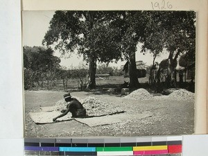 Kabaro beans, Ankililoake, Manombo, Madagascar, 1936