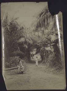 Landscape with palm trees near Odumase