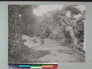 Forest landscape, Ampatrana, Madagascar, 1906