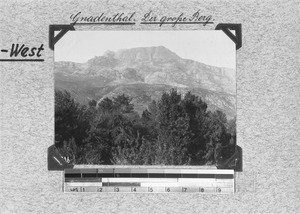 Trees and mountain near Genadendal, South Africa